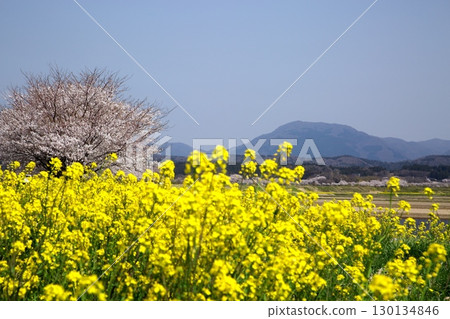 櫻花和油菜花‗240414038 130134846