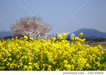Cherry blossoms and rape blossoms ‗240414040 Cherry blossoms and rape blossoms ‗240414040 130134848