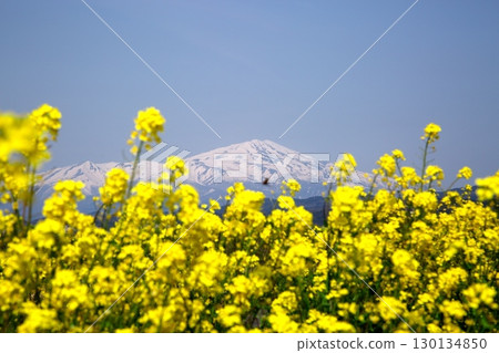 Cherry blossoms and rape blossoms‗240414042 130134850