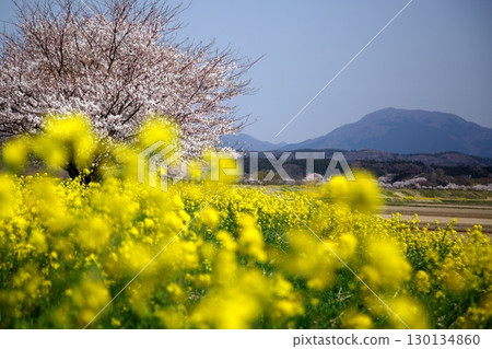 櫻花和油菜花‗240414052 櫻花和油菜花‗240414052 130134860