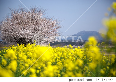 Cherry blossoms and rape blossoms‗240414054 130134862