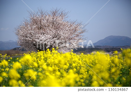 Cherry blossoms and rape blossoms‗240414059 130134867
