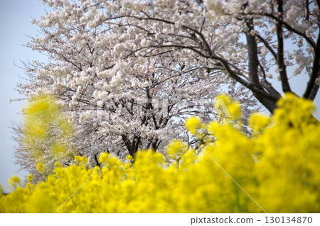 Cherry blossoms and rape blossoms‗240414062 130134870
