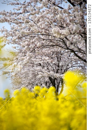 櫻花和油菜花‗240414064 130134872