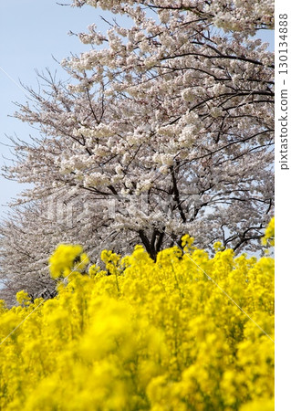 Cherry blossoms and rape blossoms ‗240414080 Cherry blossoms and rape blossoms ‗240414080 130134888