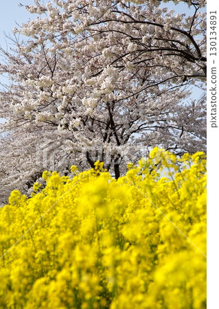 Cherry blossoms and rape blossoms‗240414083 Cherry blossoms and rape blossoms‗240414083 130134891