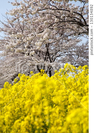 Cherry blossoms and rape blossoms‗240414084 Cherry blossoms and rape blossoms‗240414084 130134892