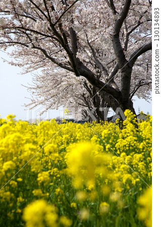 Cherry blossoms and rape blossoms ‗240414085 Cherry blossoms and rape blossoms ‗240414085 130134893