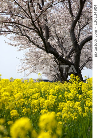 櫻花和油菜花‗240414096 130134904