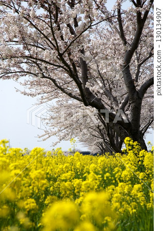 Cherry blossoms and rape blossoms‗240414099 130134907