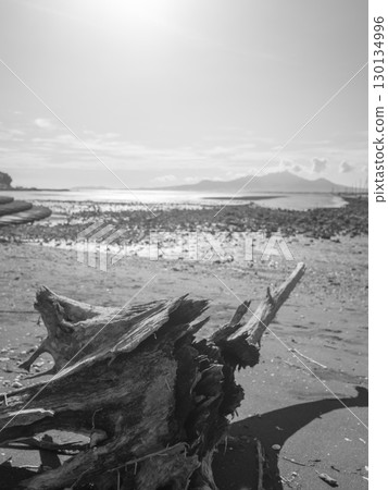 Driftwood roots washed up on the shore due to heavy rain Driftwood roots washed up on the shore due to heavy rain 130134996