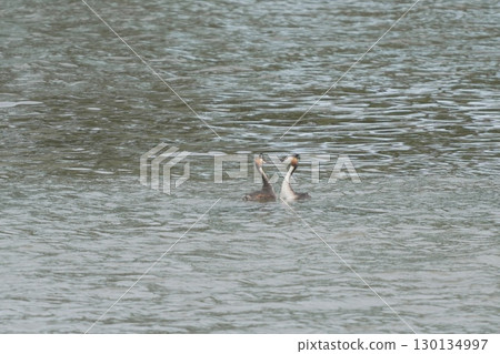 Courtship dance of the Great Crested Grebe Courtship dance of the Great Crested Grebe 130134997