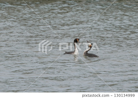 Courtship dance of the Great Crested Grebe Courtship dance of the Great Crested Grebe 130134999