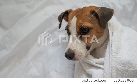 Jack Russell Terrier lying on his back wrapped in a white terry towel. Jack Russell Terrier lying on his back wrapped in a white terry towel. 130135006
