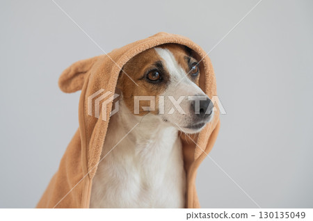 Jack Russell Terrier dog wrapped in towel on white background.  130135049