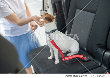 Caucasian woman travels by car with her dog. The owner fastens the Jack Russell Terrier with a seat belt. Caucasian woman travels by car with her dog. The owner fastens the Jack Russell Terrier with a seat belt. 130135050