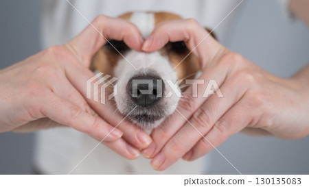 Owner holds her hands in the shape of a heart near the face of her Jack Russell Terrier. Owner holds her hands in the shape of a heart near the face of her Jack Russell Terrier. 130135083