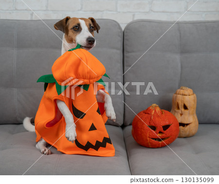 Jack Russell Terrier dog in pumpkin costume next to jack o lantern on sofa.  130135099