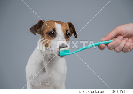 The owner offers the Jack Russell Terrier to brush her teeth. The dog licks the toothpaste.  130135101