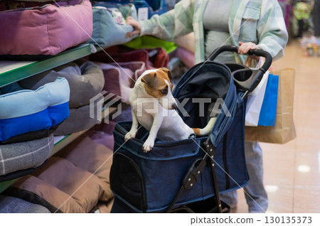 A woman is shopping at a pet store with her Jack Russell Terrier dog in a stroller. A woman is shopping at a pet store with her Jack Russell Terrier dog in a stroller. 130135373