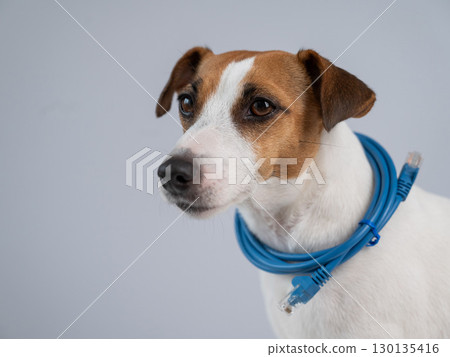 Jack Russell Terrier Dog Holding Internet Wire.  130135416