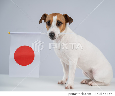 Jack Russell Terrier dog holding a Japanese flag on a white background. 130135436