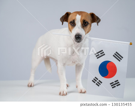 Jack Russell Terrier dog holding South Korea flag on white background. 130135455