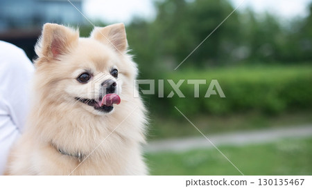 Cute Pomeranian on a walk. Cute Pomeranian on a walk. 130135467