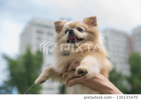 Cute Pomeranian on a walk. 130135470