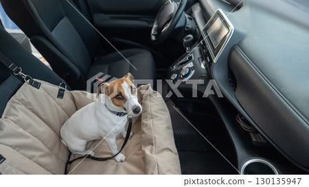 Jack Russell Terrier Dog in a Special Car Seat.  130135947