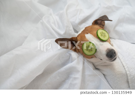 Jack Russell Terrier Wrapped in Towel with Cucumbers on Eyes. Dog Spa.  130135949