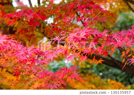 Bright autumn leaves 130135957