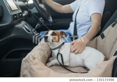 Caucasian woman travels by car with her dog. Jack Russell Terrier in a special car seat. Caucasian woman travels by car with her dog. Jack Russell Terrier in a special car seat. 130135996