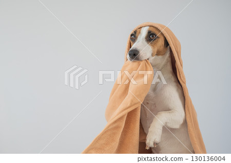 Jack Russell Terrier dog wrapped in towel on white background.  130136004