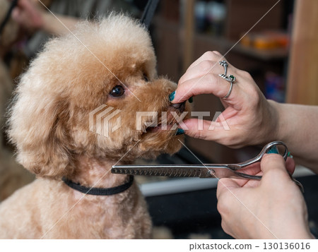 Groomer grooming a chocolate mini poodle. Groomer grooming a chocolate mini poodle. 130136016
