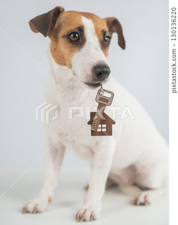 Jack Russell Terrier Dog Holding House Keys.  130136220