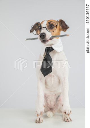 Business dog jack russell terrier holds pencil in mouth. Business dog jack russell terrier holds pencil in mouth. 130136337