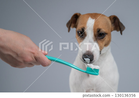 The owner offers the Jack Russell Terrier to brush her teeth. The dog licks the toothpaste.  130136356