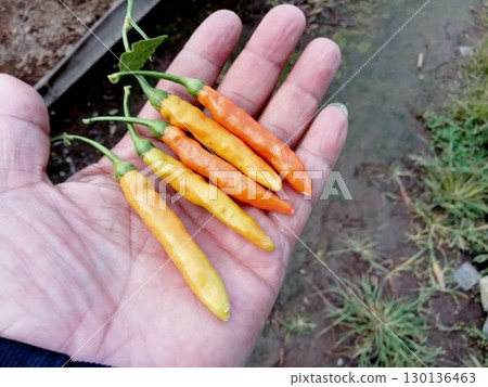Vibrant red chili peppers with bold heat and fresh aroma, offering a perfect kick of spice and flavor to elevate any dish with just the right amount of fiery intensity in every bite. 130136463