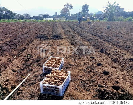 Fresh raw potatoes with smooth skin and firm texture, perfect for various dishes like fries, mashed potatoes, and stews. A versatile and nutritious staple for cooking! 130136472