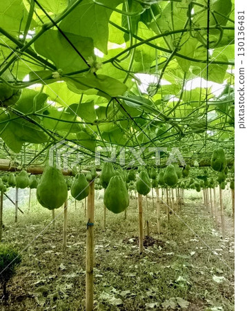 Fresh chayote with smooth green skin and crisp, mild-flavored flesh. Perfect for soups, stir-fries, and steamed dishes. A nutritious and versatile vegetable for healthy cooking! 130136481