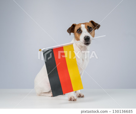 Jack Russell Terrier dog holding a german flag on a white background. Jack Russell Terrier dog holding a german flag on a white background. 130136685