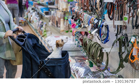 A woman is shopping at a pet store with her Jack Russell Terrier dog in a stroller. A woman is shopping at a pet store with her Jack Russell Terrier dog in a stroller. 130136787