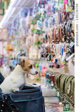 Jack Russell Terrier dog in a stroller in a pet store.  130136789