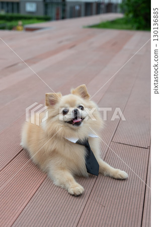 Cute Pomeranian in a tie on a walk. Cute Pomeranian in a tie on a walk. 130136885