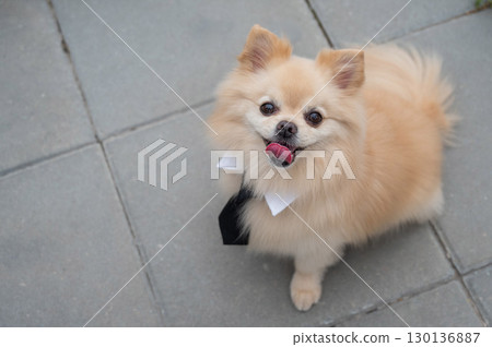 Cute Pomeranian in a tie on a walk. 130136887