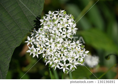 Nira Flower 130136891