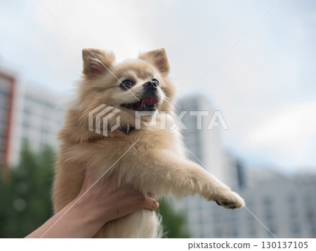 Cute Pomeranian on a walk. 130137105