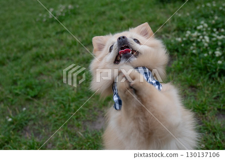 Cute Pomeranian on a walk. Cute Pomeranian on a walk. 130137106