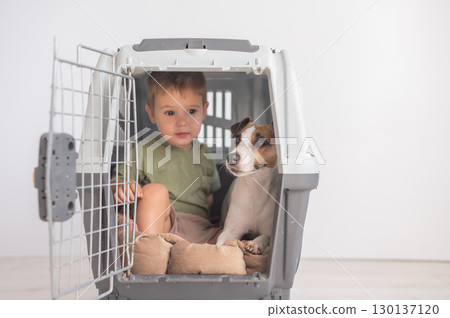 Little child in a cage with a Jack Russell Terrier dog.  130137120